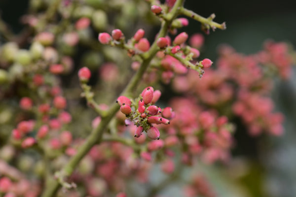 Chinese Sumac Extract (Rhus Semialata Gall Extract) in blink BL Lash Essence Serum