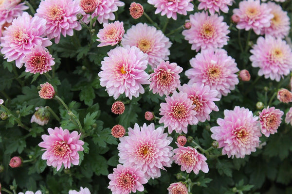 Chrysanthemum Morifolium Flower Extract used in skin care by bl lashes blink makeup remover