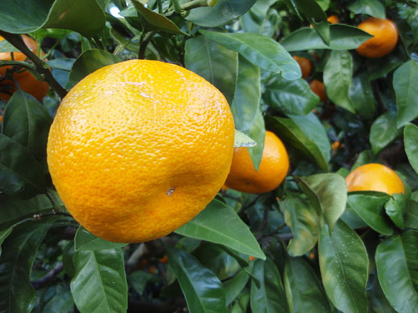 Citrus Peel Extract - Citrus Unshiu Peel in blink BL Lash Essence Serum
