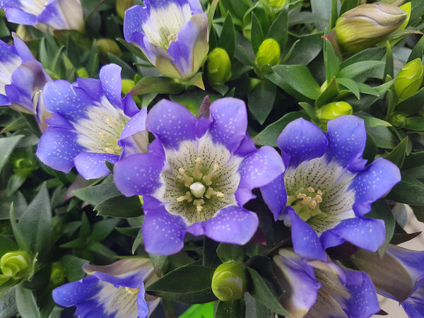 Gentiana scabra, the Korean gentian, or Japanese gentian in skin hair care by bl blink lashes