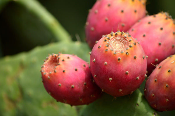 Indian Prickly Pear Extract (Opuntia Coccinellifera Fruit Extract) in blink BL Lash Essence Serum