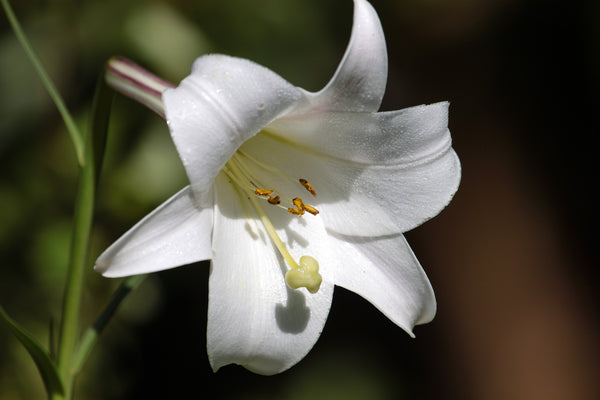 Lilium Candidum ingredient in bl blink makeup remover