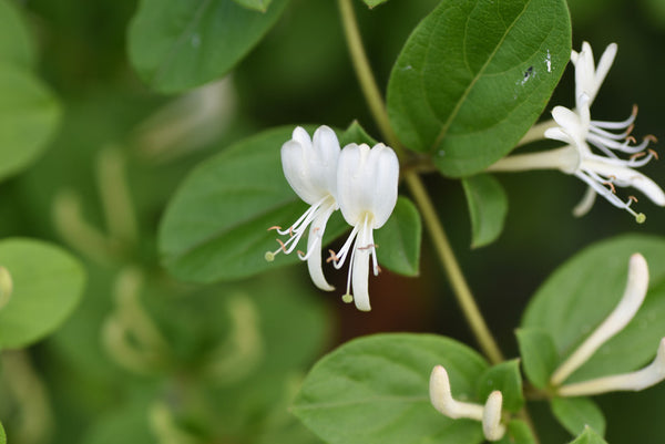 Lonicera Japonica Flower Extract (Japanese Honeysuckle) in skin and hair care by bl blink lashes