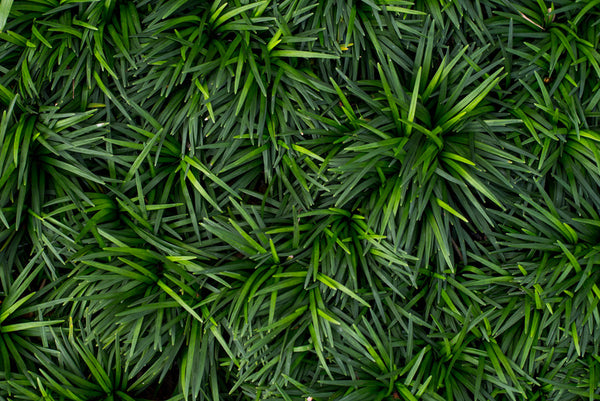 Ophiopogon japonicus (dwarf lilyturf, mondo grass, fountain plant, monkey grass; Japanese リュウノヒゲ ryu-no-hige  in skin care