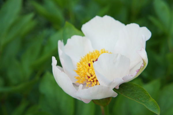 Paeonia lactiflora was known as the white peony (P. albiflora in korean skin hair care by bl blink lashes