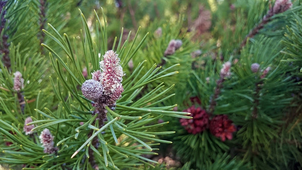 Pinus sylvestris leaf extract in blink BL Lash Essence Serum