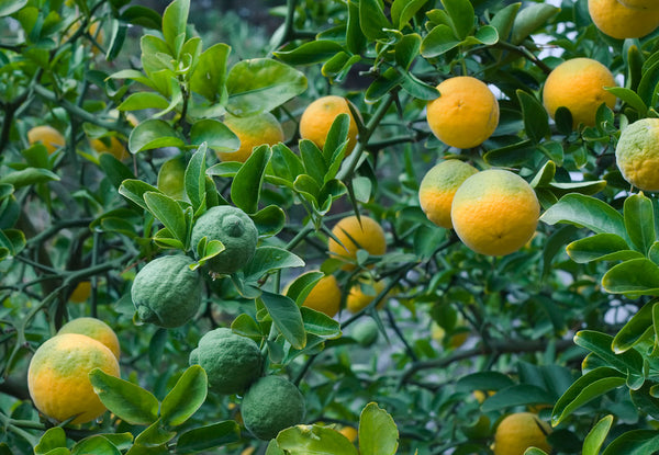 Poncirus Trifoliata Fruit Extract (Trifoliate orange) in md advanced lash serum by bl blink lashes