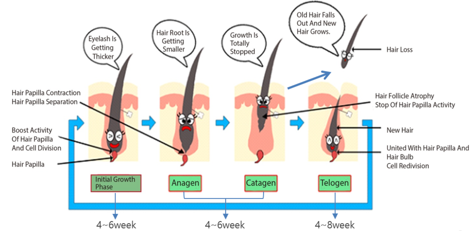 Lash shedding season - the facts and myths, Lash cycle