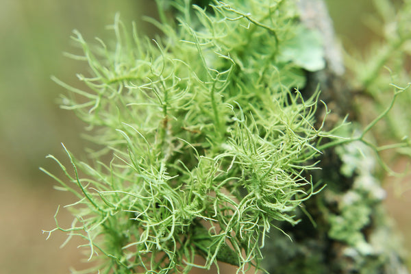 Usnea Barbata Lichen Extract in blink bl lashes extension products