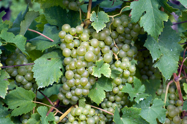 Vitis Vinifera Fruit Extract (Common Grape Vine) in korean lash care by bl blink lashes