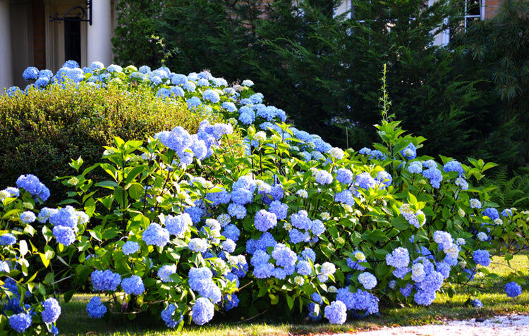 Our Favourite 8 Flowering Hedges Hoselink