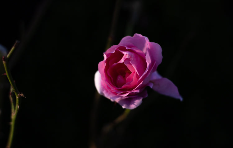 pink rose in garden