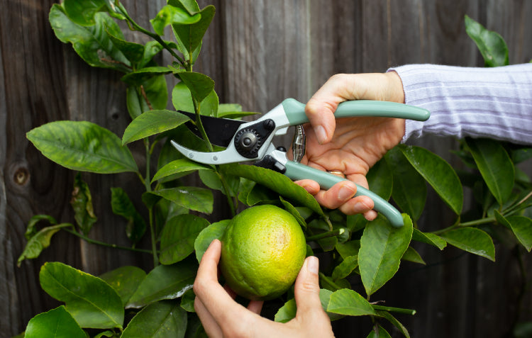 secateurs