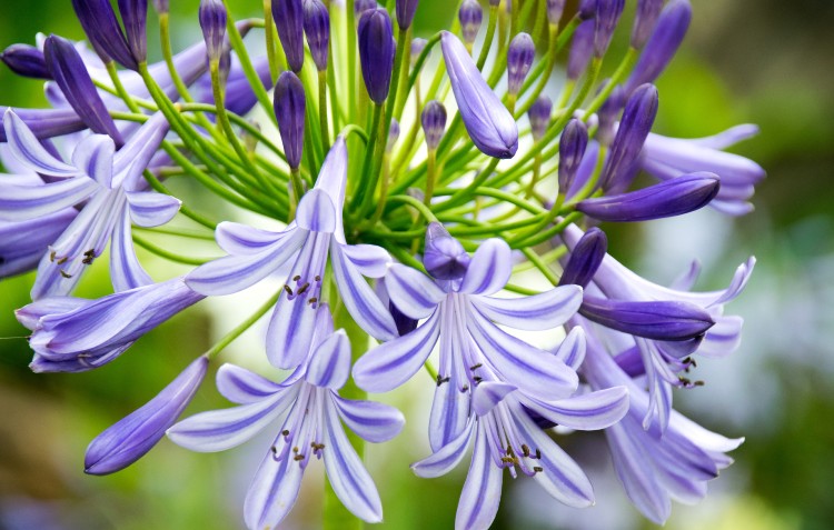 agapanthus