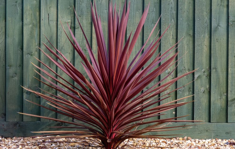 cordyline