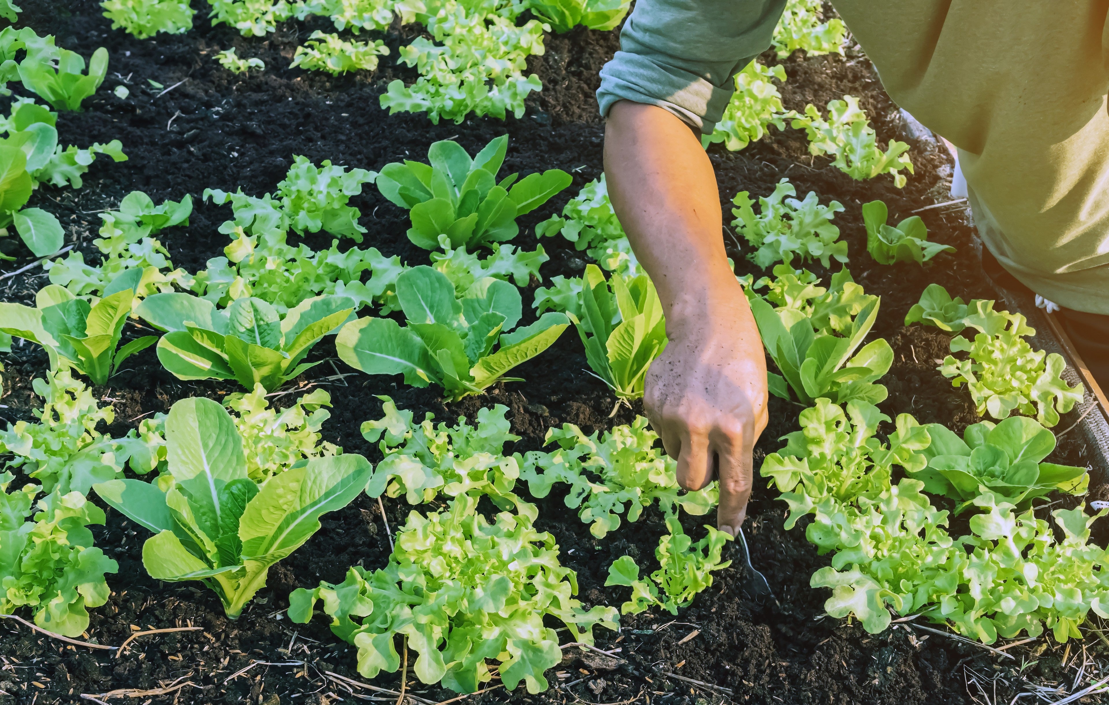 vegetables-planted-on-fresh-soil