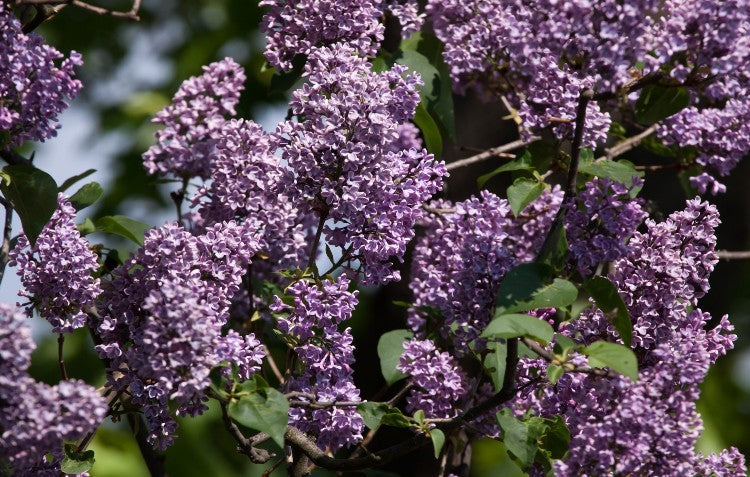 french-lilac-in-hedge