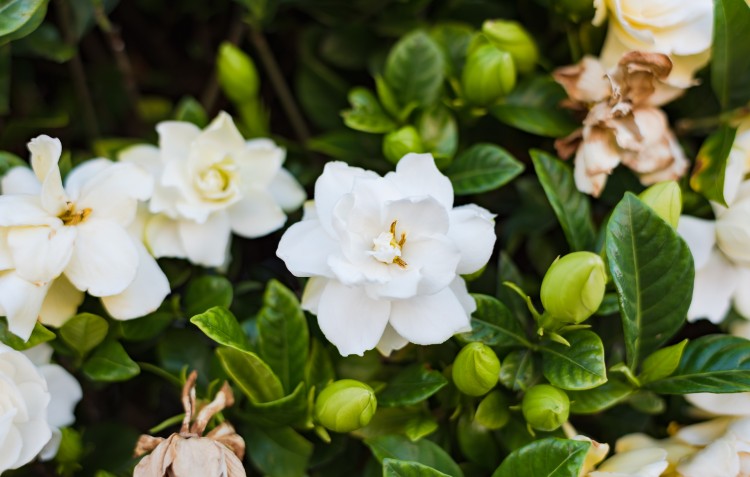 gardenia-hedging-plant