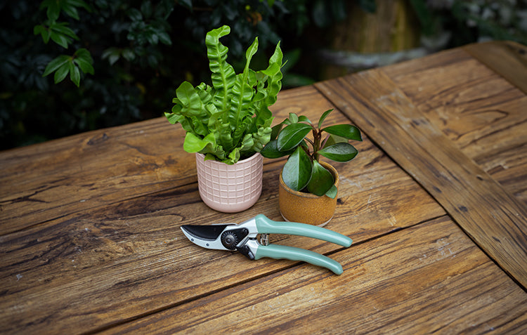 secateurs on table
