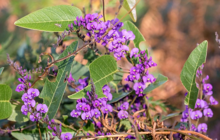 Hardenbergia