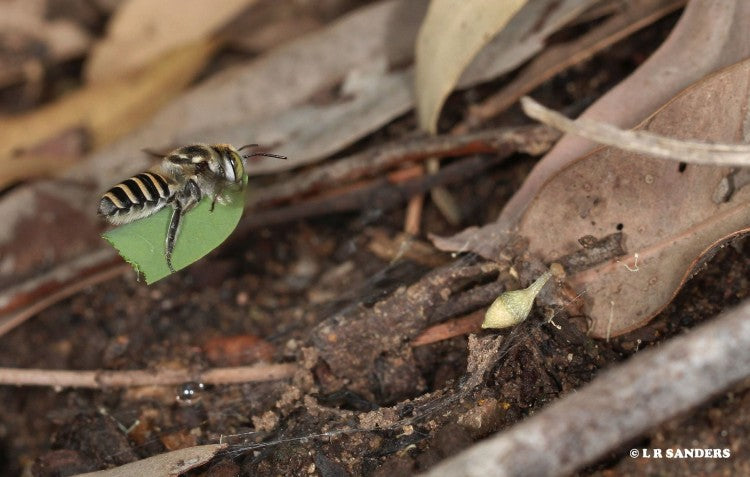 leaf-cutter-bee