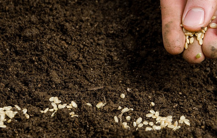 Planting seeds in soil