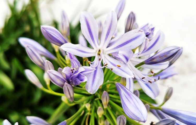 Agapanthus