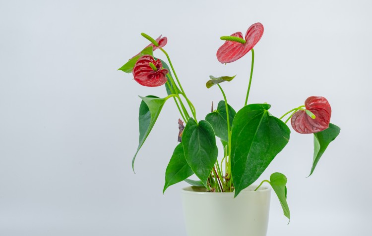 anthurium-in-pot