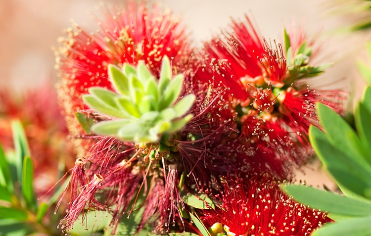 Native Australian Plants with Red Flowers