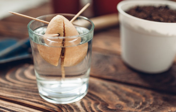 avocado-seed-in-water