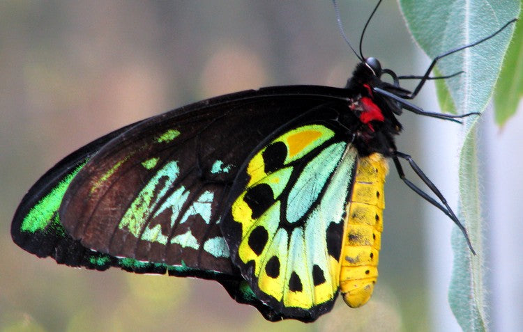 Cairns birdwing butterfly