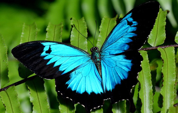top 10 most beautiful butterflies in the world