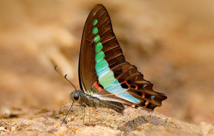 Blue Triangle butterfly