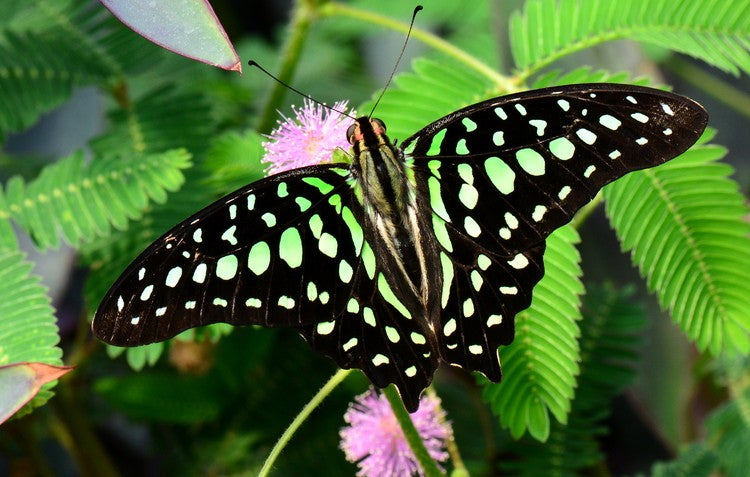 Green-spotted Triangle