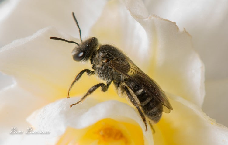 lasioglossum bee