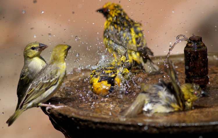 bird bath