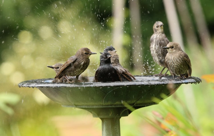 birds-in-bird-bath