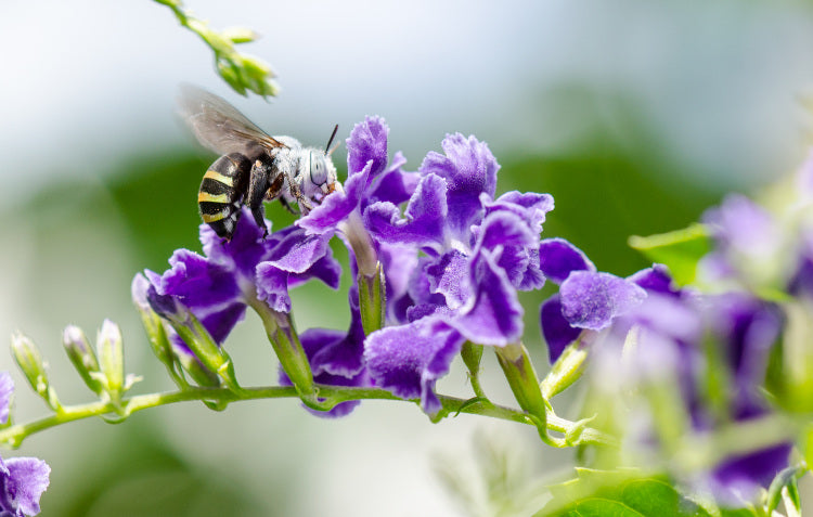 Blue banded bee Australian native species