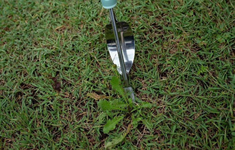 broad leaf weed being pulled from lawn with weeder