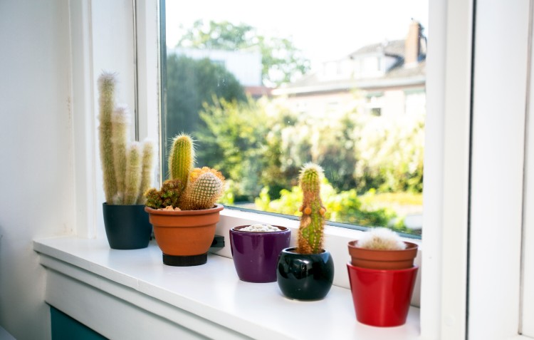 cacti-on-windowsill