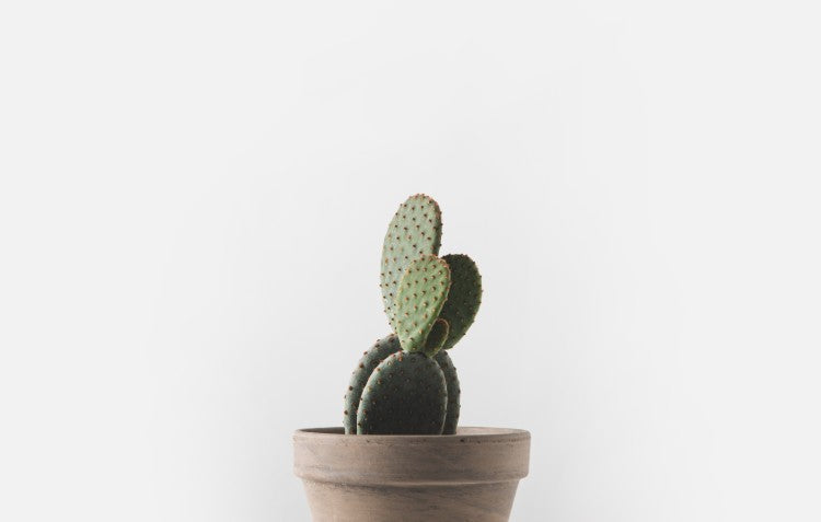 cactus-in-pot
