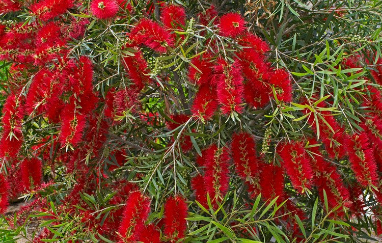 Callistemon flower