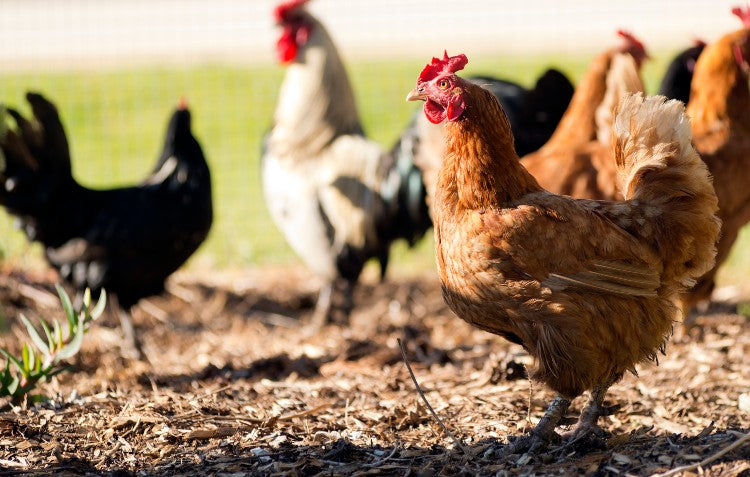 chickens-in-garden