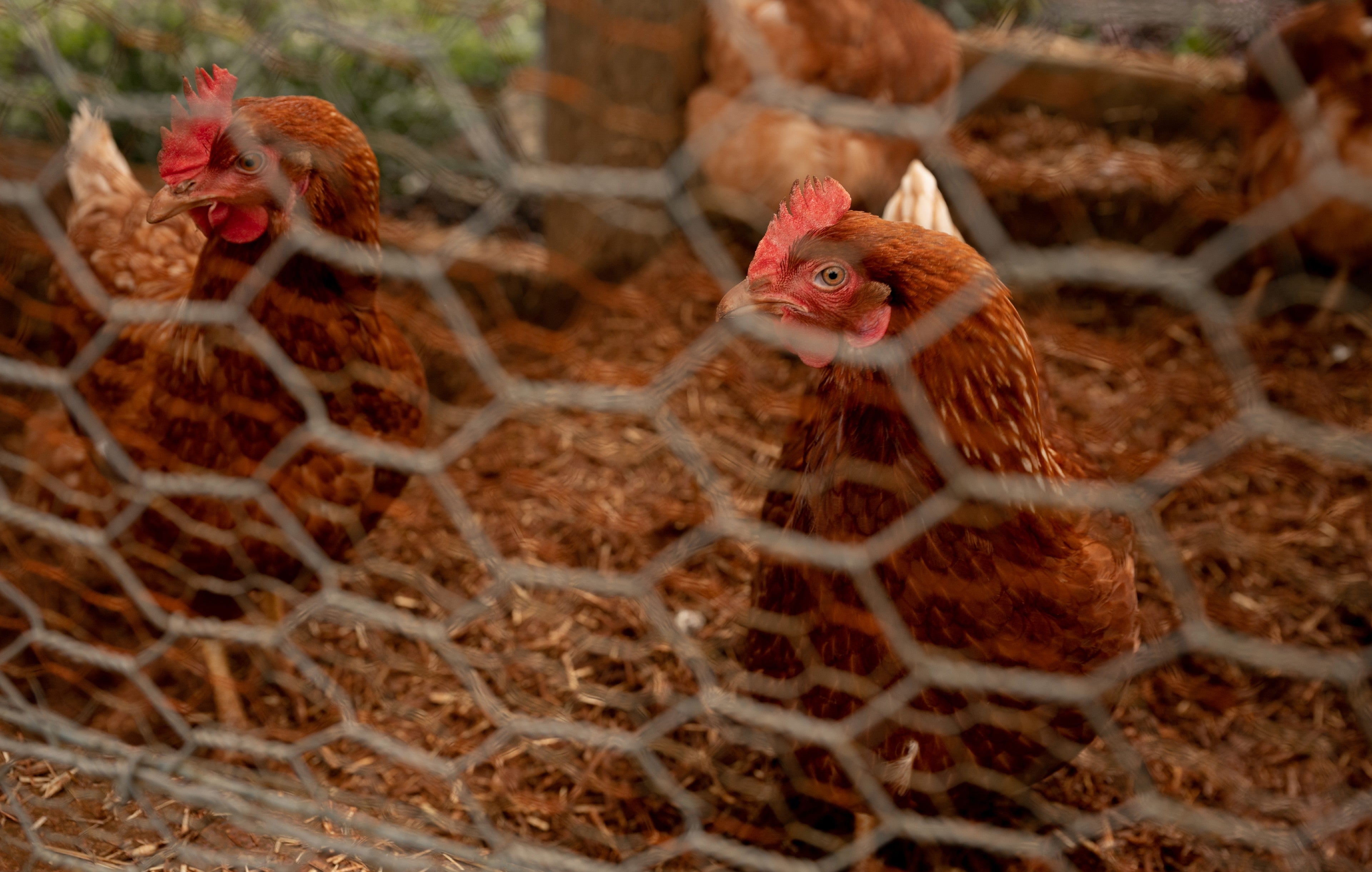 chickens-within-a-chicken-enclosure