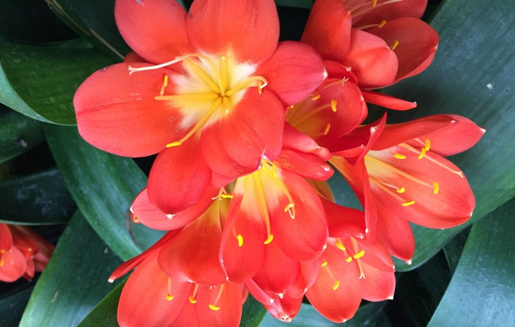 clivia