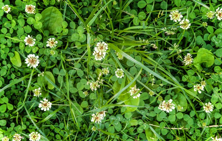 clover weed in lawn