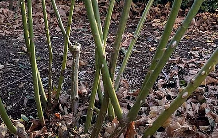 crossed over rose bush stems