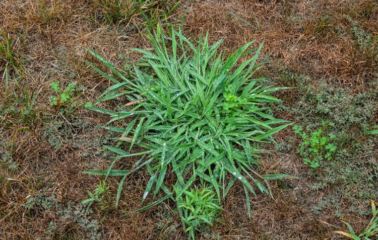 crows foot weed