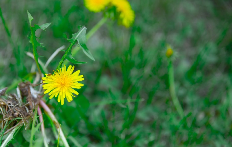 dandelion weed 