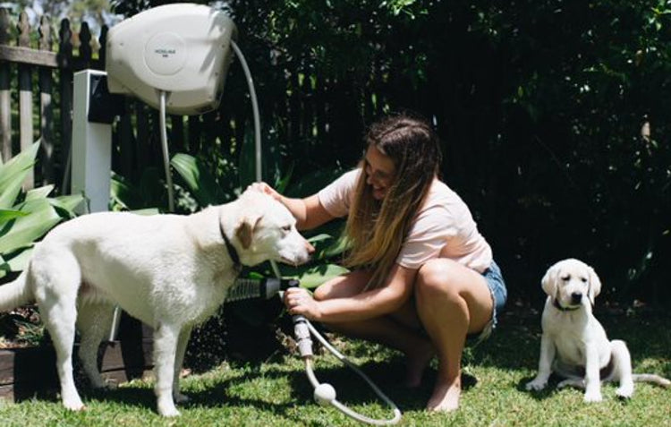 dogs and hose reel